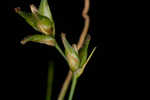 Appalachian sedge